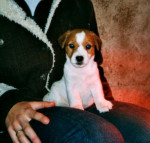 Kleine Sam